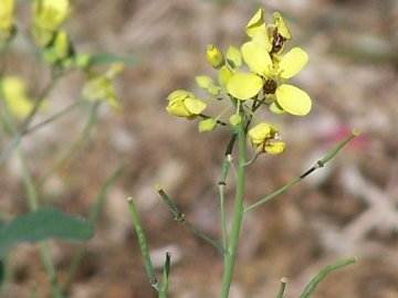 Crucifera in un fosso - Brassica sp.